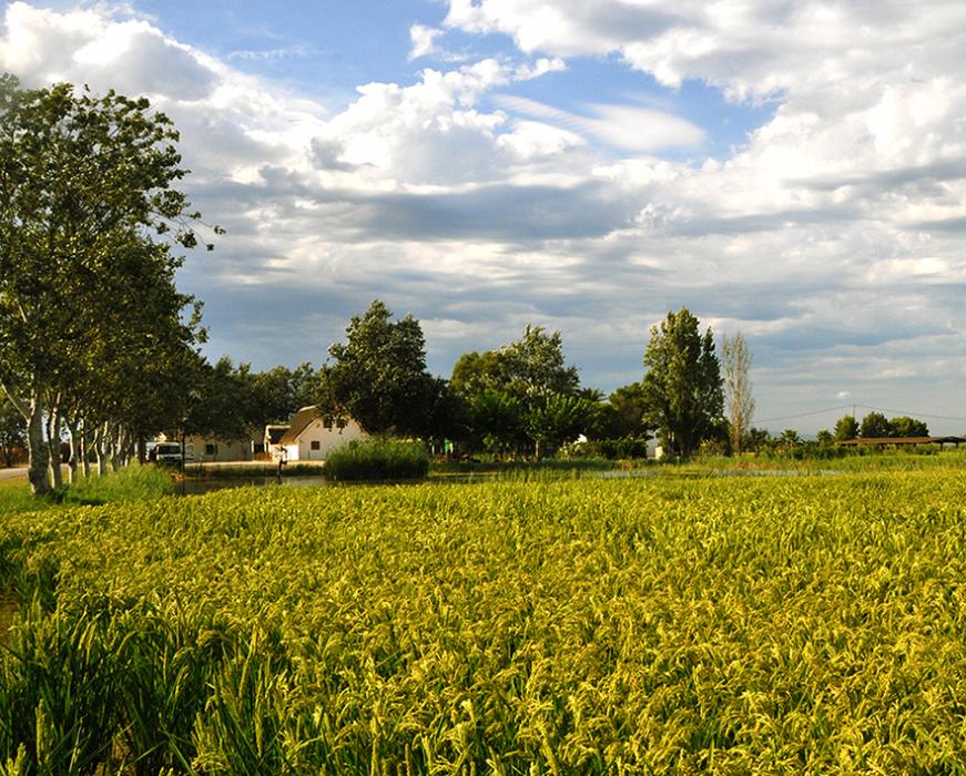 L'Encanyissada a Amposta ***