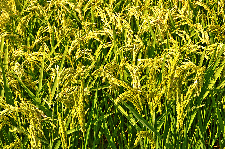 Arrossars a Amposta ***