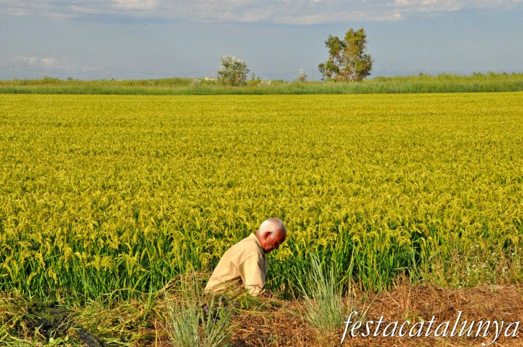 Amposta - Arrossars