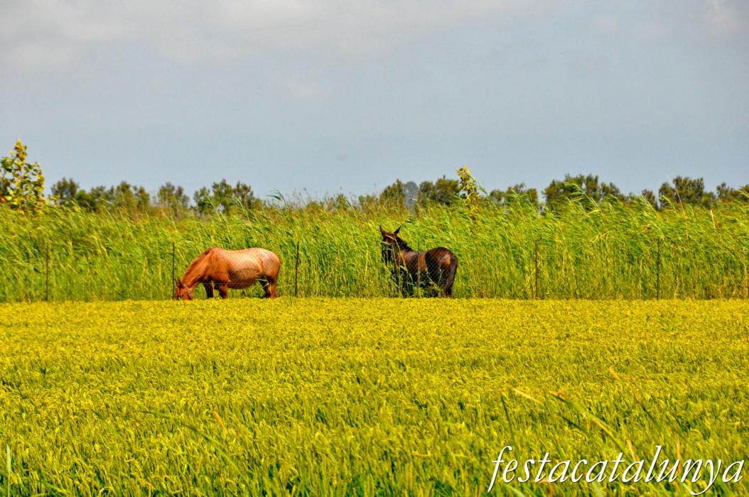 Amposta - Arrossars