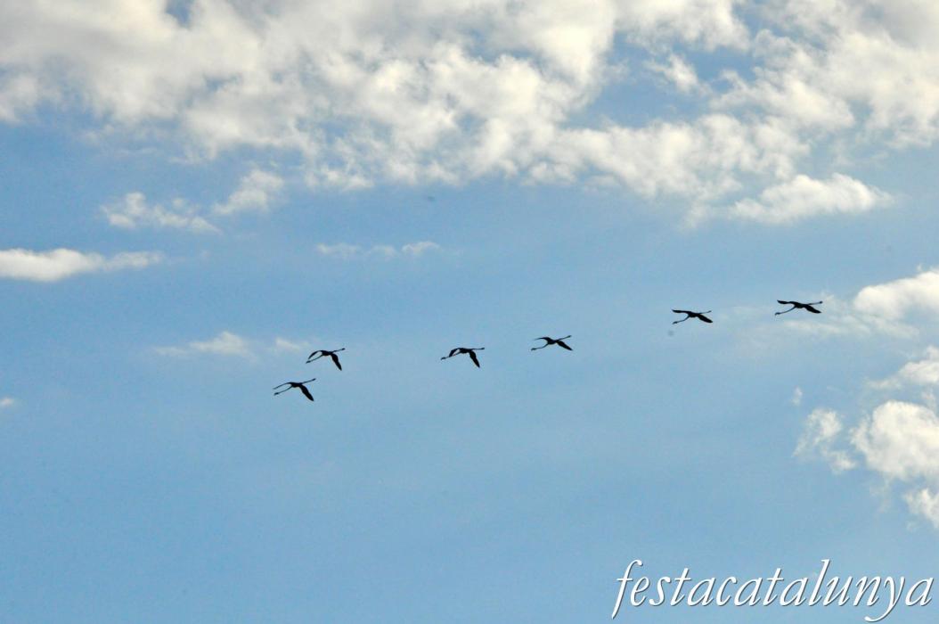 Amposta - L'Encanyissada - Bassa de l'Encanyissada