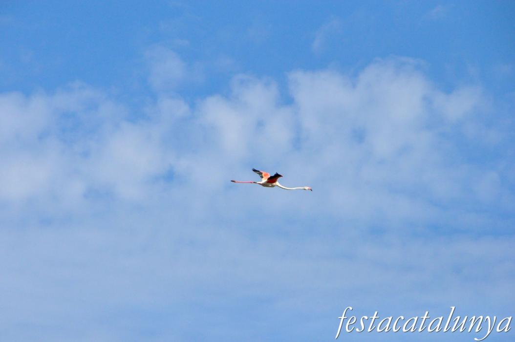 Amposta - L'Encanyissada - Pont del Través