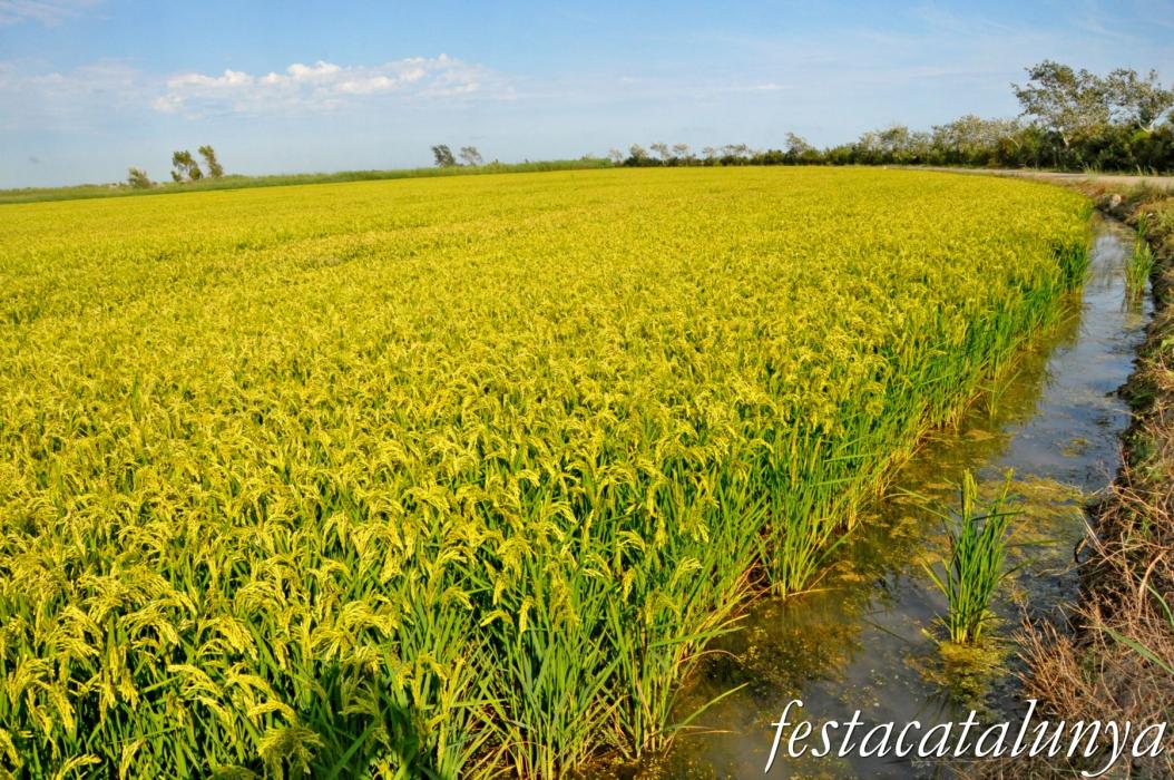 Amposta - L'Encanyissada - Xarxa de reg del Delta