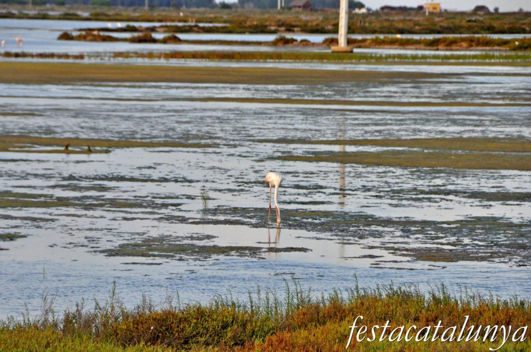 Amposta - Llacuna de la Tancada