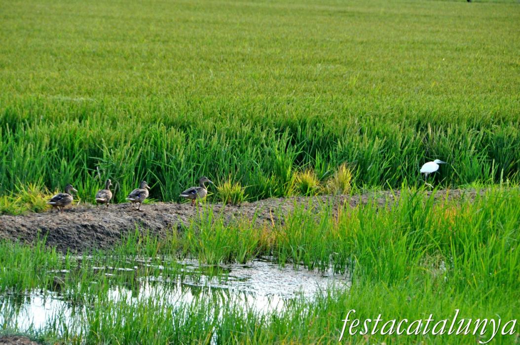 Amposta - La Pantena