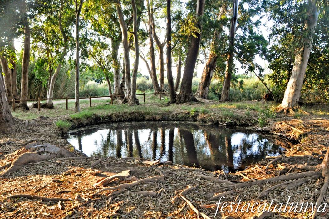 Amposta - Els Ullals de Baltasar