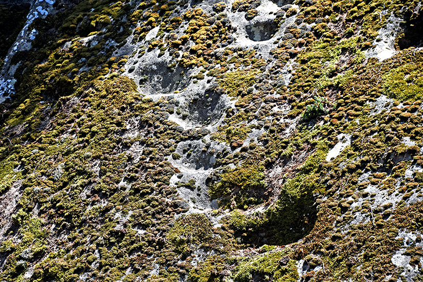 Gravats de Savassona