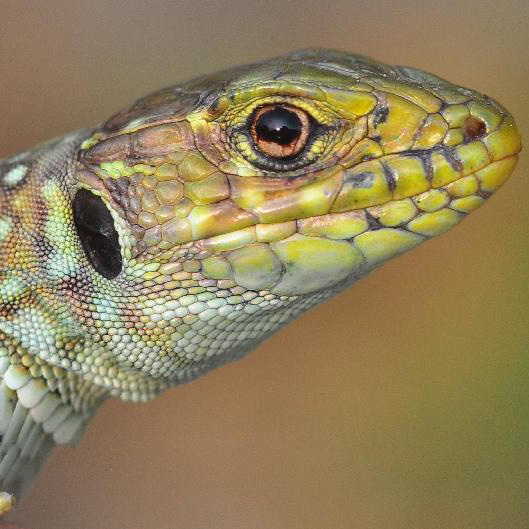 C.R.A.R.C (Centre de Recuperació d'Amfibis i Rèptils de Catalunya) a Masquefa