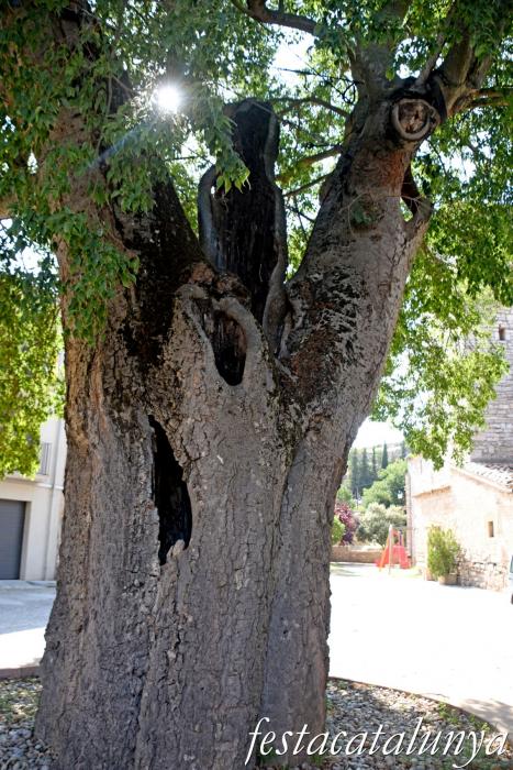 Cervera - Castellnou d'Oluges - Lledoner de la Plaça