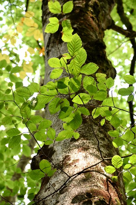 La Fageda a les serres de Milany, Santa Magdalena, Puigsacalm i Bellmunt
