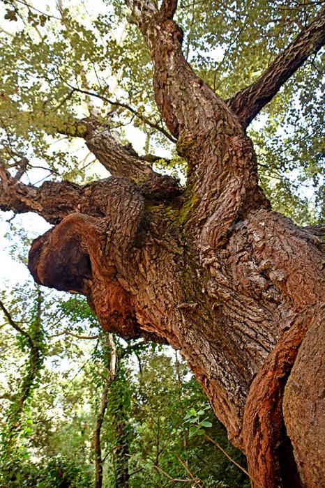 Àlbers de la Font Cuitora de la Llacuna