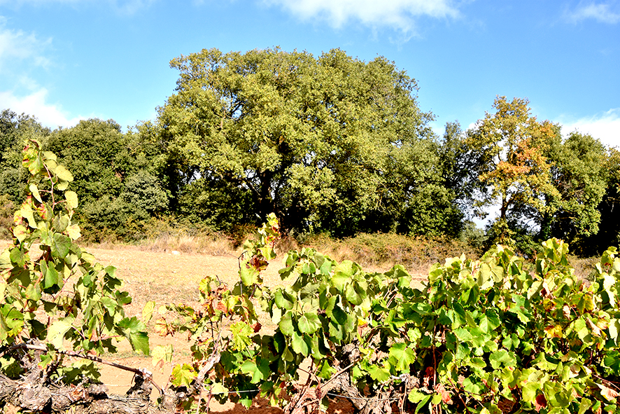 Roure monumental d'Ancosa ***