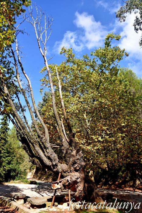 La Llacuna - Àlbers de la Font Cuitora