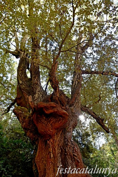 La Llacuna - Àlbers de la Font Cuitora