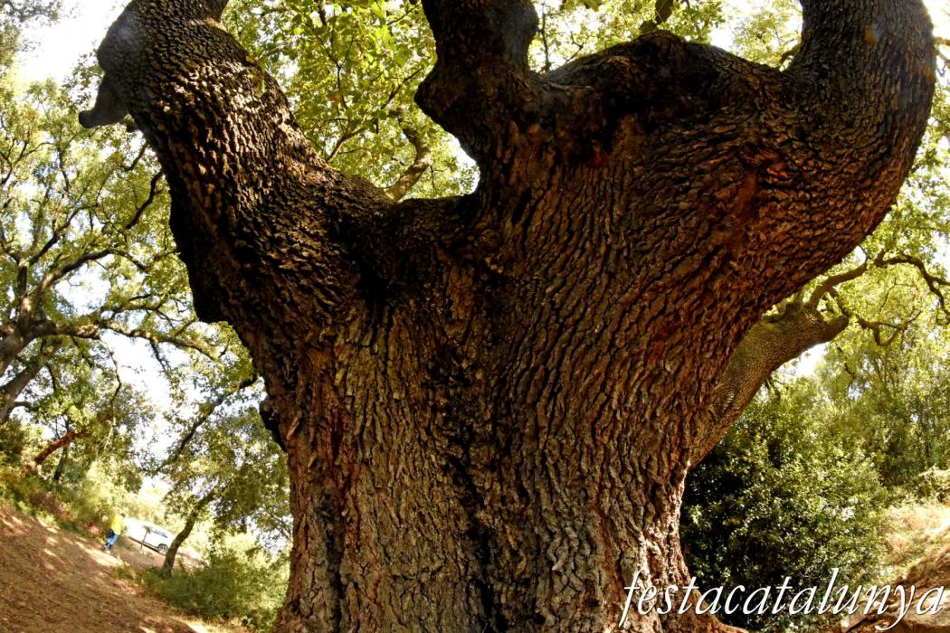 La Llacuna - Roure monumental d'Ancosa