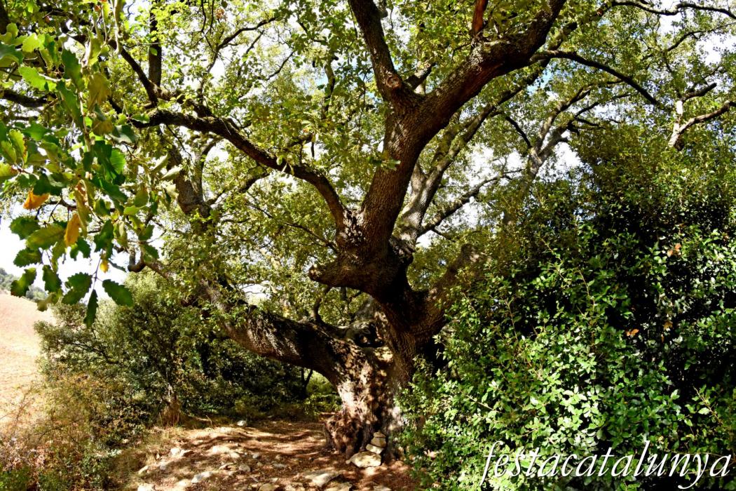 La Llacuna - Roure monumental d'Ancosa