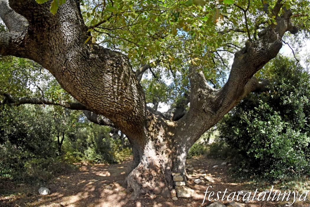 La Llacuna - Roure monumental d'Ancosa