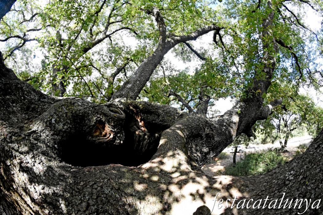 La Llacuna - Roure monumental d'Ancosa