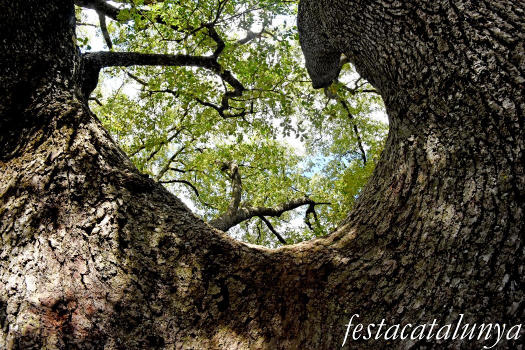 La Llacuna - Roure monumental d'Ancosa