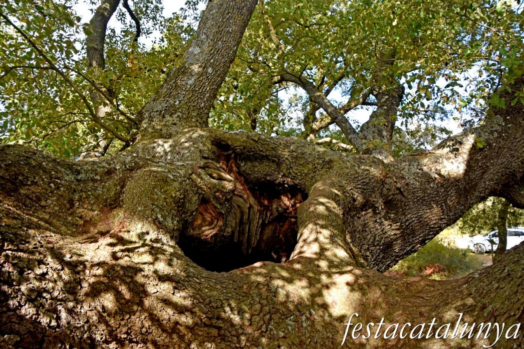 La Llacuna - Roure monumental d'Ancosa