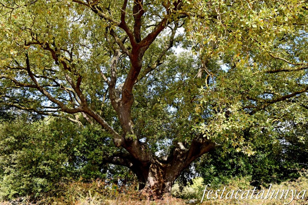 La Llacuna - Roure monumental d'Ancosa