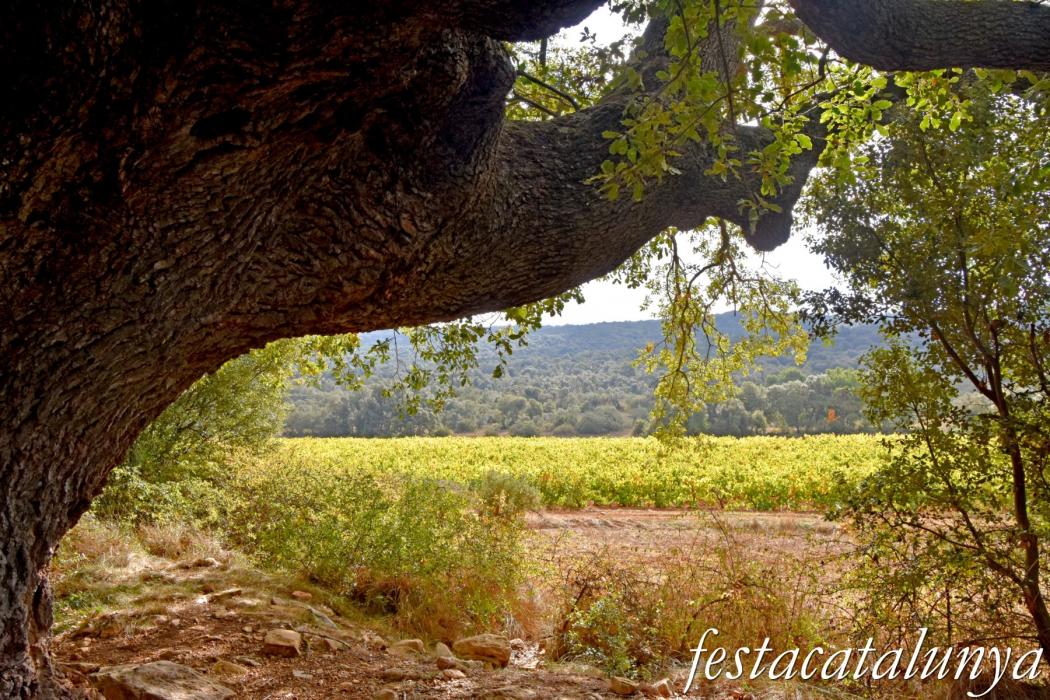 La Llacuna - Roure monumental d'Ancosa