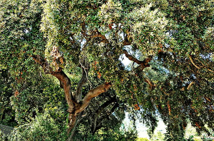 Arborètum de Catalunya