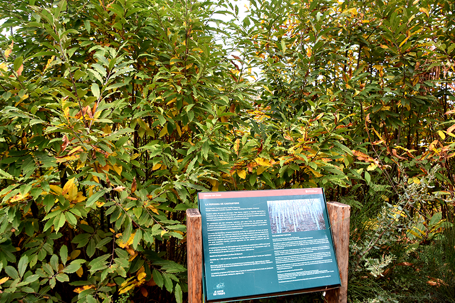 Perxada de Castanyers