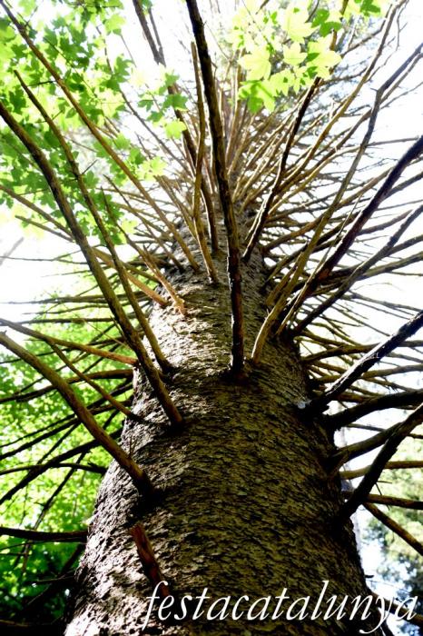 Arboretum de Masjoan