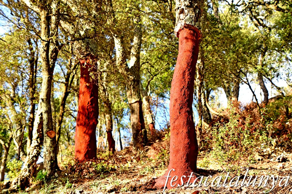 Arbúcies - Les Suredes