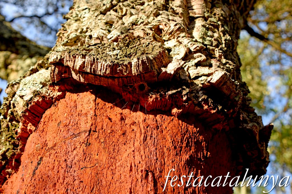 Arbúcies - Les Suredes