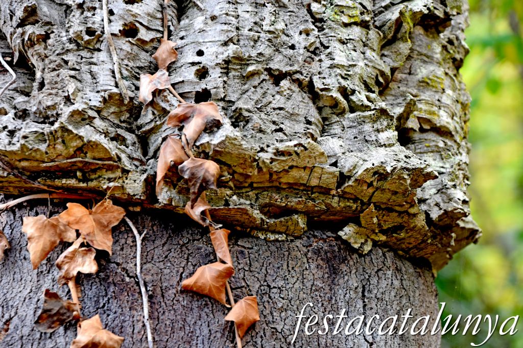 Arbúcies - Les Suredes