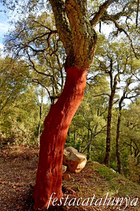 Arbúcies - Les Suredes
