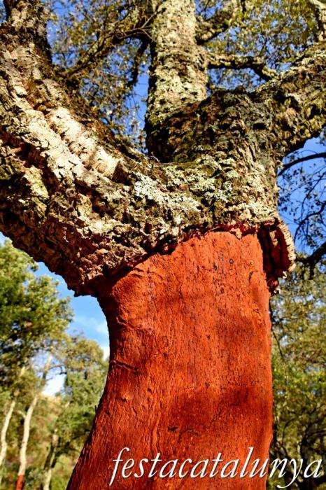 Arbúcies - Les Suredes