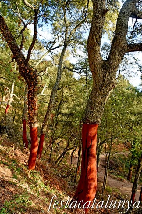 Arbúcies - Les Suredes