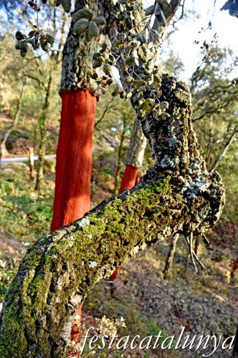 Arbúcies - Les Suredes