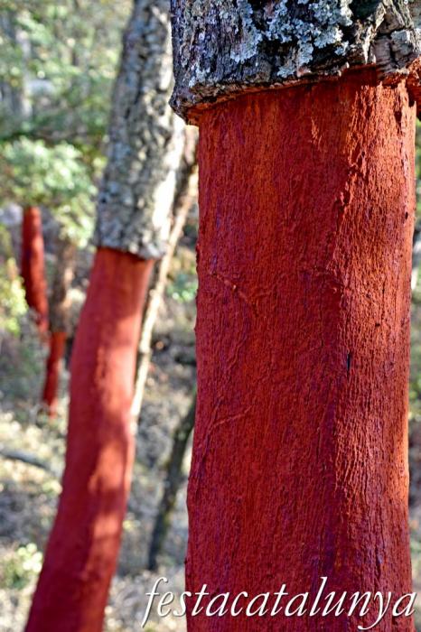 Arbúcies - Les Suredes