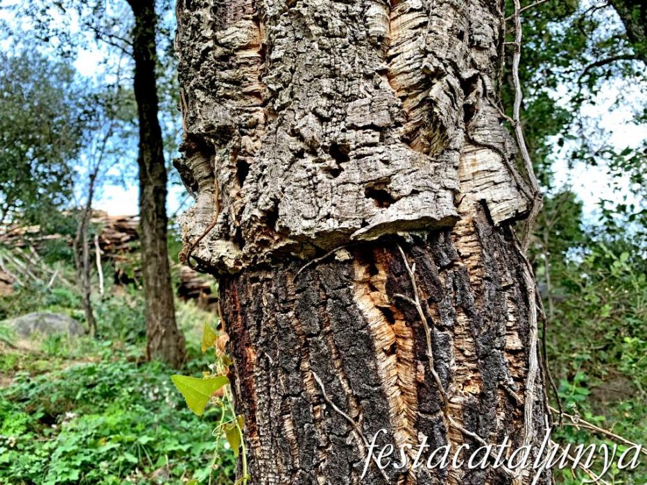 Arbúcies - Les Suredes