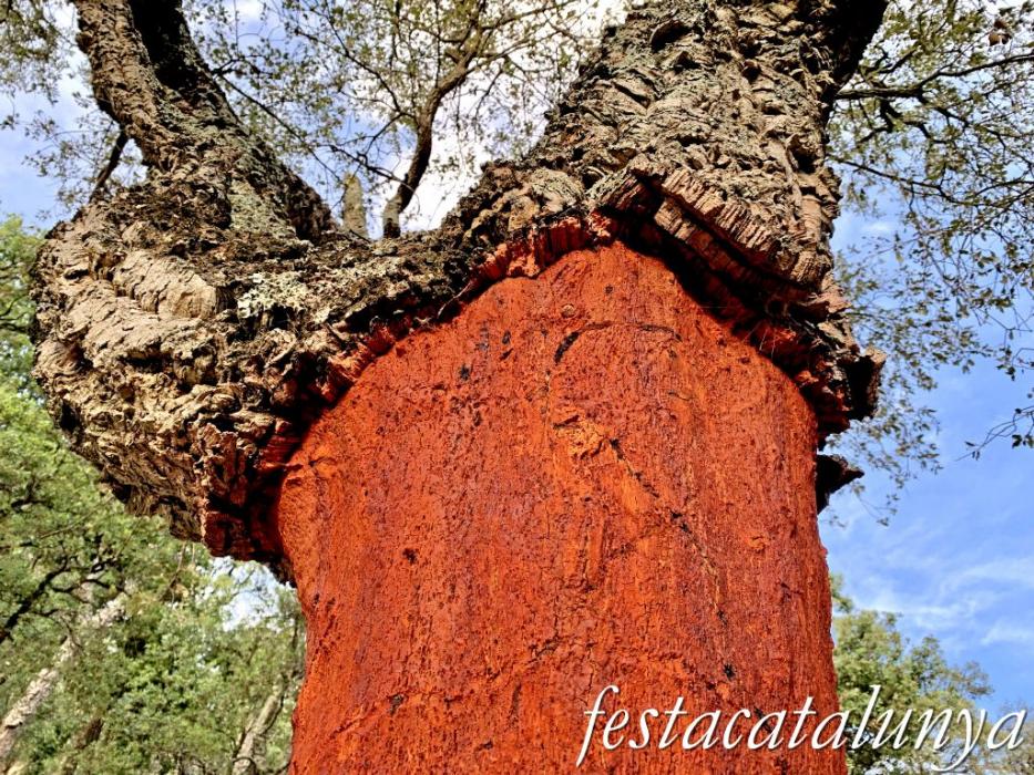 Arbúcies - Les Suredes