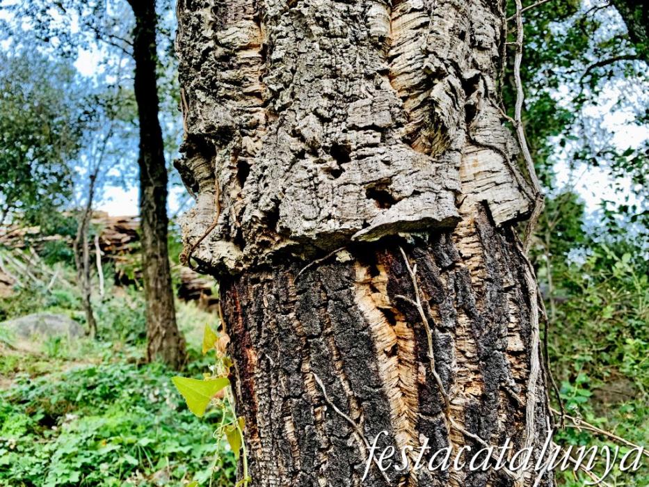 Arbúcies - Les Suredes