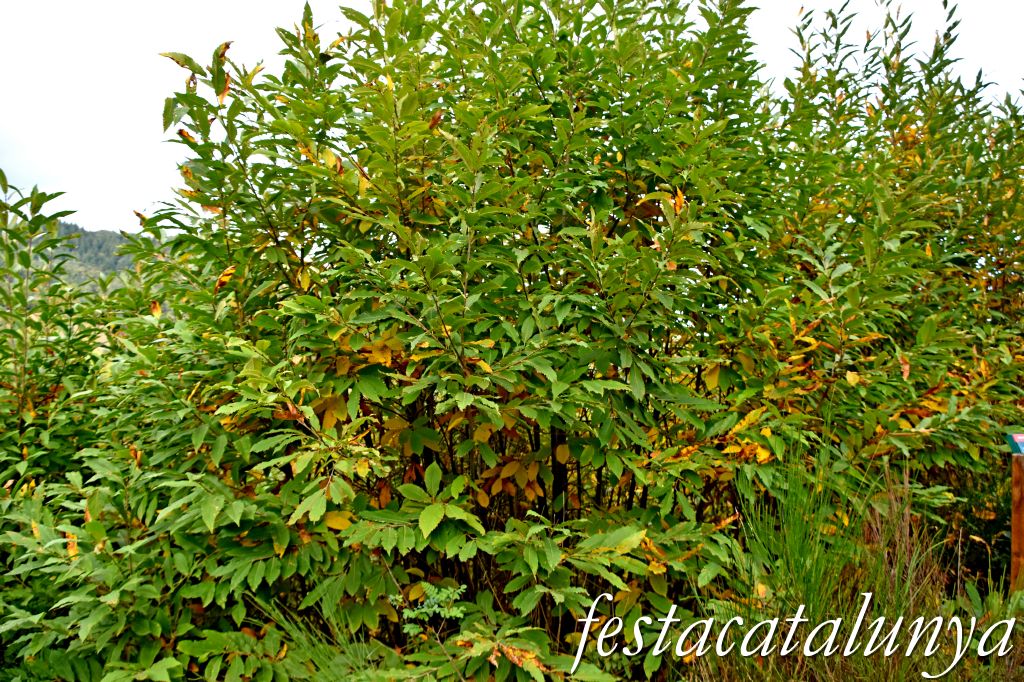 Arbúcies - Perxada de Castanyers