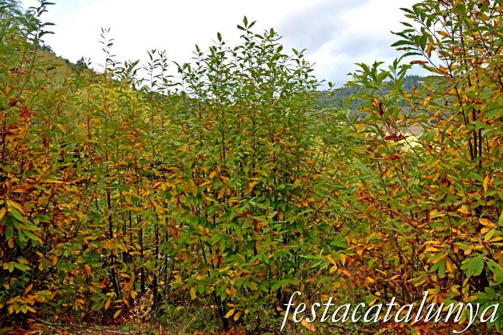 Arbúcies - Perxada de Castanyers