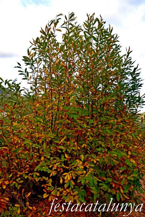 Arbúcies - Perxada de Castanyers