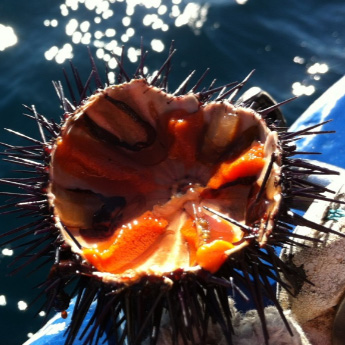 La Garoinada de Palafrugell