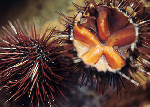 La Garoinada de Palafrugell