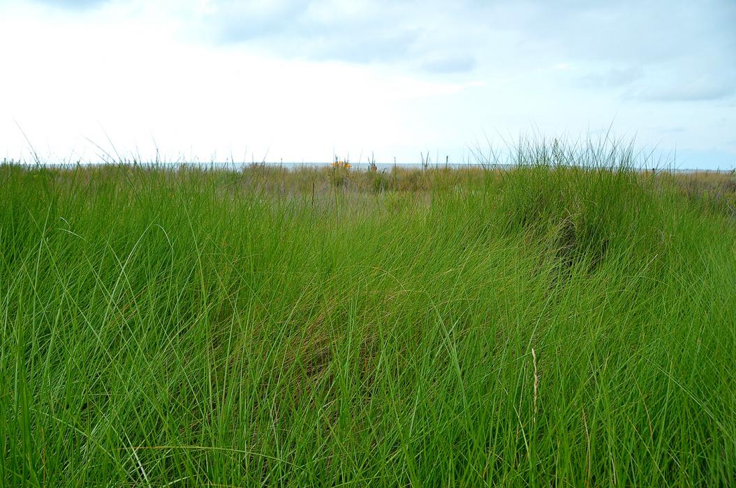 La Bassa de les Olles a l'Ampolla