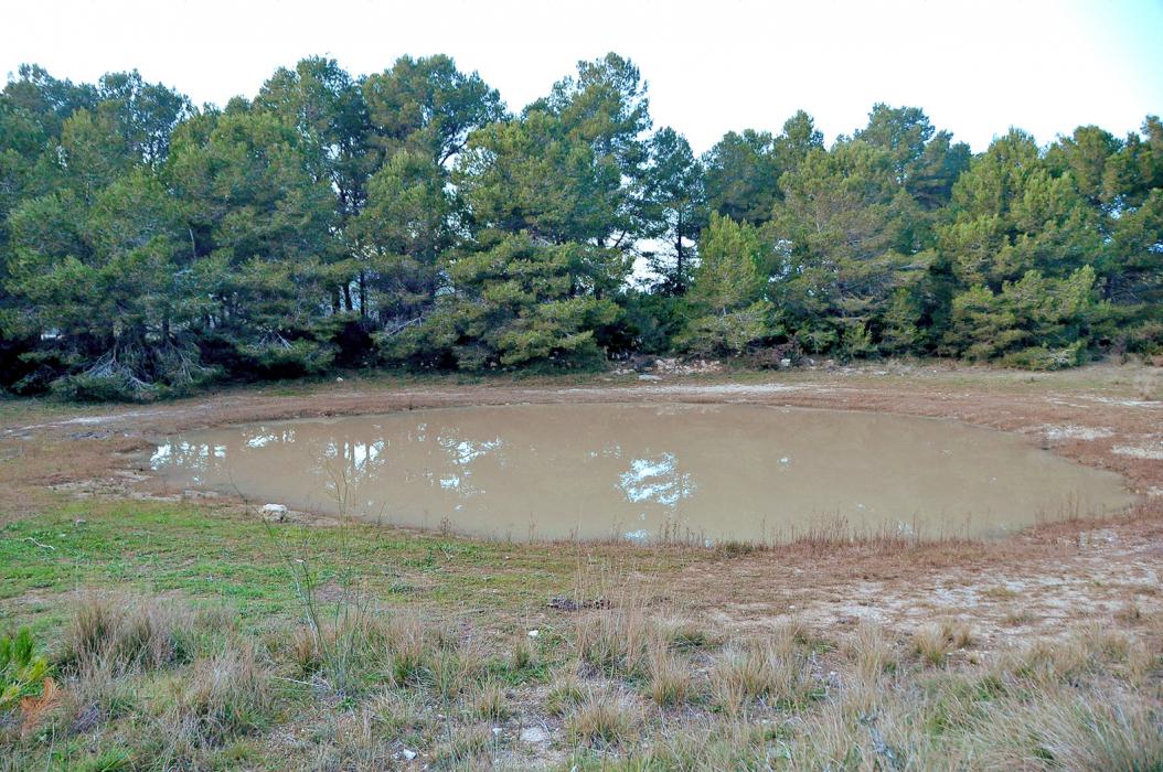 Bassa de la Collada del Perelló