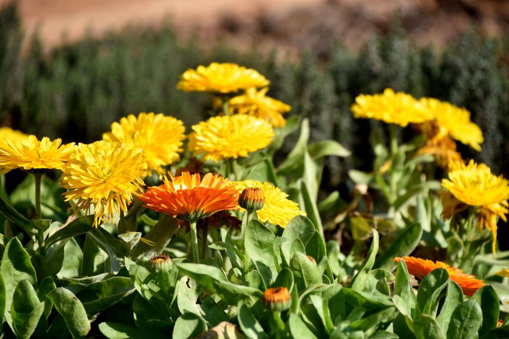 Parc de l'ermita de Sant Joan del Pla a la Palma de Cervelló