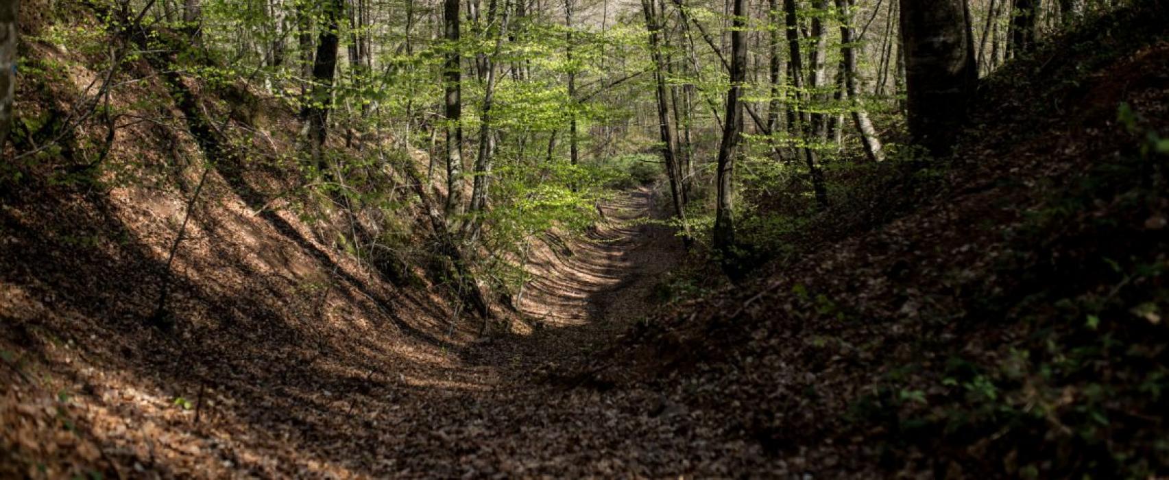 Itineraris i Rutes a Sant Hilari Sacalm