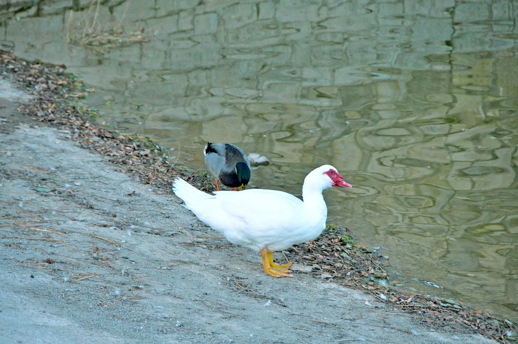 Bassa del Pla de Forès